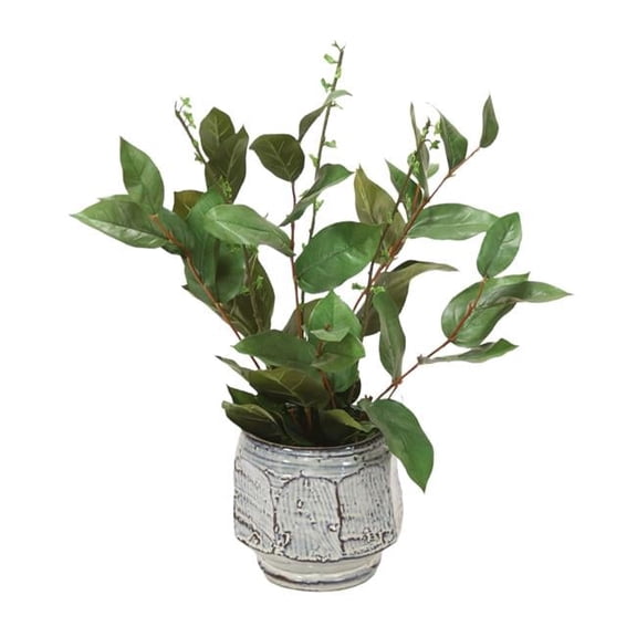 Unisex Basil & Salix in White & Blue Container - Green
