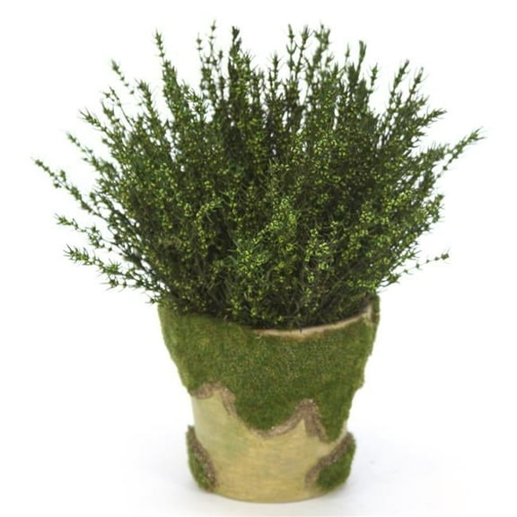 Unisex Grabia Basil in Moss Pot - Brown