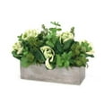 thumbnail image 1 of Unisex Kale Mix in Window Box - Green, 1 of 1