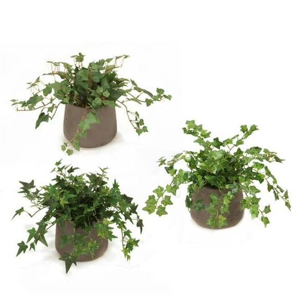 Unisex Mt Ivy in Chocolate Planter - Green - Set of 3