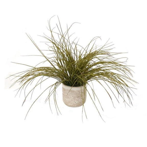 Unisex Olive Grass in Beige & White Container - Green