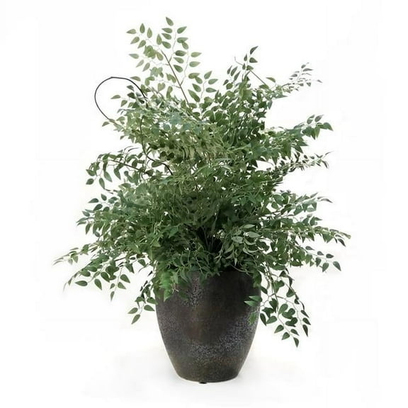 Unisex Smilax & Curly Willow in Bronze Plum Pot - Green