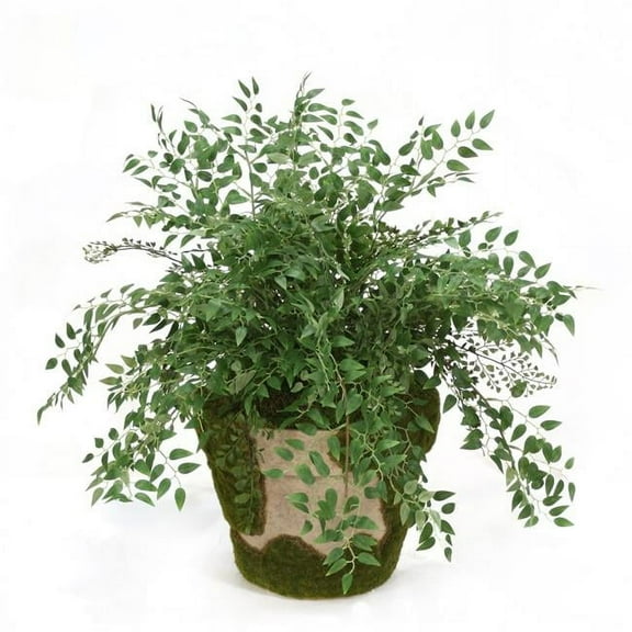 Unisex Smilax Fern in Mossed Pot - Green