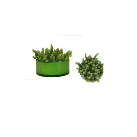 Unisex Succulent Garden with Sand in Low Round Bowl - Green