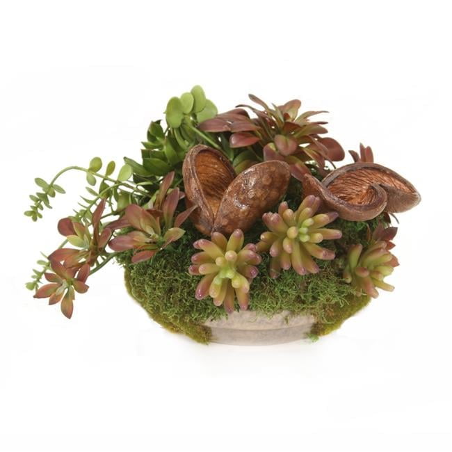 Unisex Succulents in Mossed Saucer - Green
