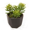 thumbnail image 1 of Unisex Succulents in Small Benito Pot - Green - Pack of 2, 1 of 1