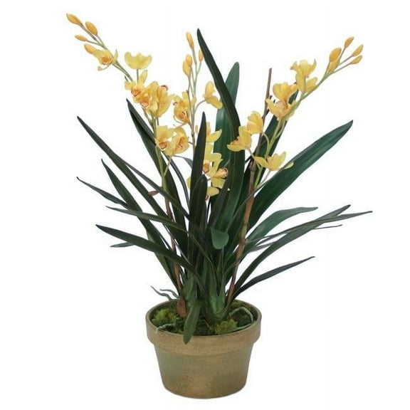 Unisex Yellow Cymbidium Orchid in Aged Pot - Green