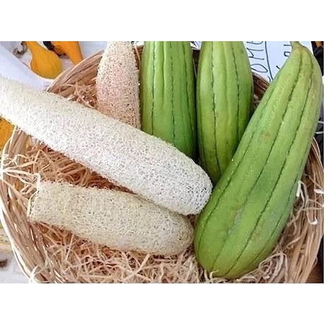 Unit Company 10 Unit Pack Edible Loofash Gourd Unit (Luffa Cylindrica