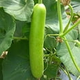 Unit Company 10 Unit Pack Long Bottle Gourd Unit (Lagenaria siceraria
