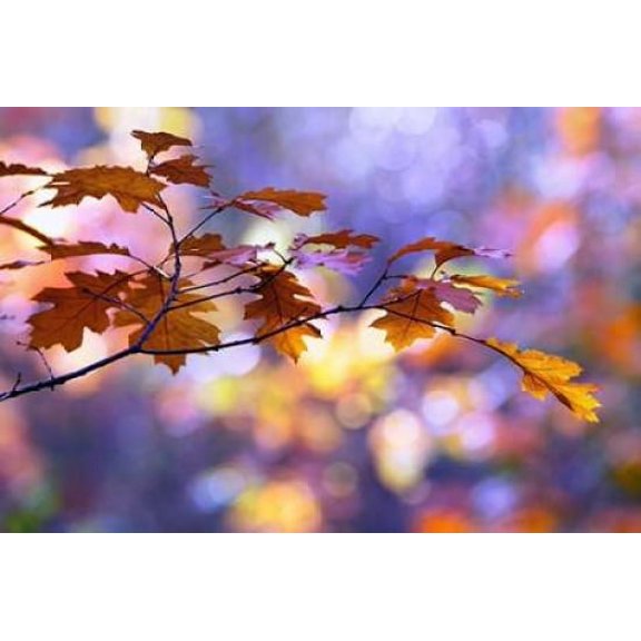 United Colors of Autumn Poster Print by Roeselien Raimond (12 x 18)