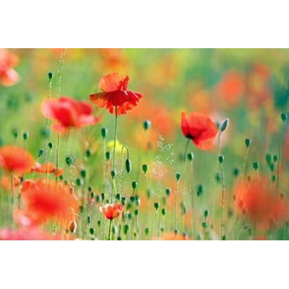 United Colors of Summer Poster Print by Roeselien Raimond (24 x 36)