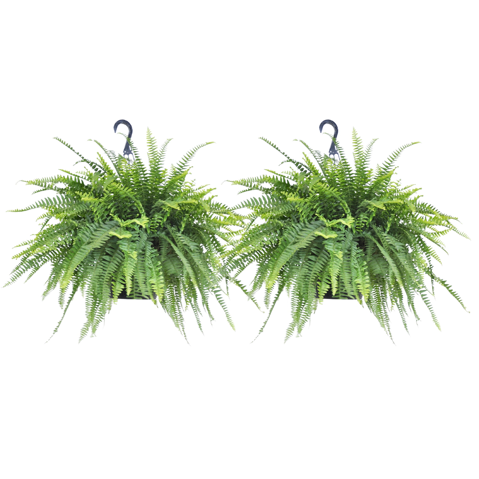 United Nursery 2-Pack Of Live Boston Fern Tropical Plants 24-28in Wide in 10in Hanging Basket
