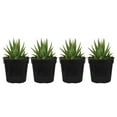 thumbnail image 1 of United Nursery 4 Pack of Live Zebra Plant Green and White Succulent Plants in 4in Grower Pots, 1 of 11