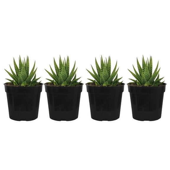 United Nursery 4 Pack of Live Zebra Plant Green and White Succulent Plants in 4in Grower Pots