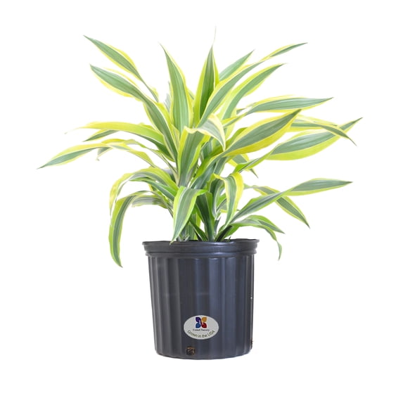 United Nursery Draceana Lemon Lime Plant Live Indoor Warneckii Shipped in 9.25 inch Grower Pot 24-30 inch Shipping Size