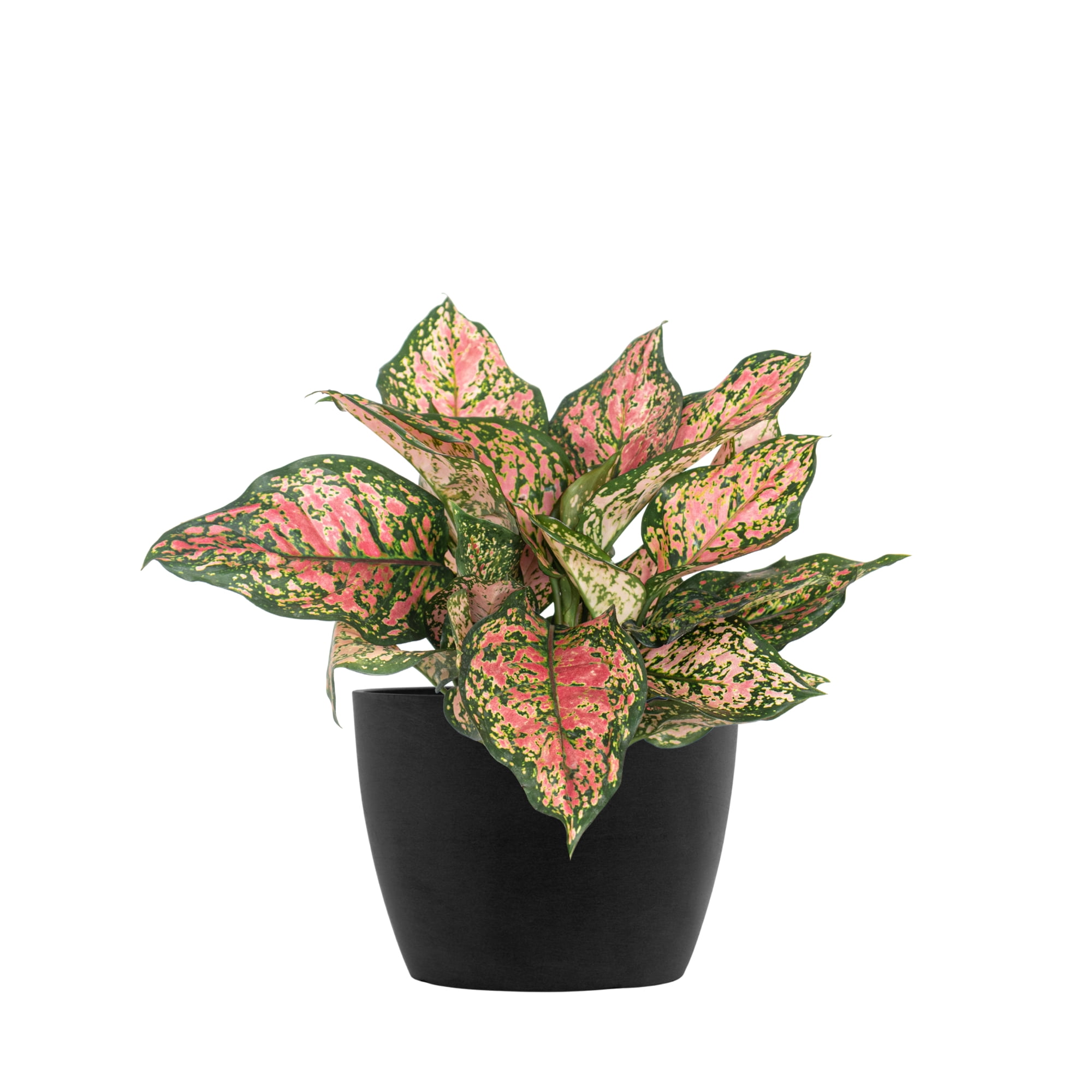 Aglaonema ruby throne - メルカリ