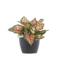 thumbnail image 1 of United Nursery Live Aglaonema Ruby Ray Houseplant 12-14 in Tall in 6-inch Premium Ecopot Gray, 1 of 5