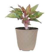 United Nursery Live Aglaonema Sapphire Suzanne Houseplant 12-14in Tall in 6 inch Cream Bayside Decor Pot
