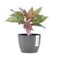 thumbnail image 1 of United Nursery Live Aglaonema Sapphire Suzanne Houseplant 12-14in Tall in 6 inch Premium Ecopots Gray, 1 of 8