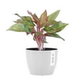 thumbnail image 1 of United Nursery Live Aglaonema Sapphire Suzanne Houseplant 12-14in Tall in 6-inch Ecopots Pure White, 1 of 8