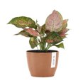 thumbnail image 1 of United Nursery Live Aglaonema Sapphire Suzanne Houseplant 12-14in Tall in 6 inch Premium Ecopots Terracotta, 1 of 8