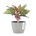 thumbnail image 1 of United Nursery Live Aglaonema Sapphire Suzanne Houseplant 12-14in Tall in 6 inch Premium Ecopots White Gray, 1 of 8