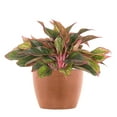 thumbnail image 1 of United Nursery Live Aglaonema Siam Aurora Houseplant 12-14in Tall in 6in Premium Ecopot Terracotta, 1 of 7