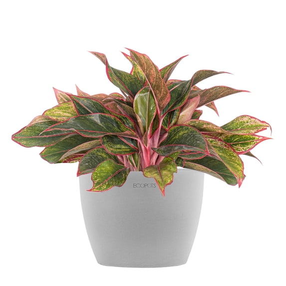 United Nursery Live Aglaonema Siam Aurora Houseplant 12-14in Tall in 6in Premium Ecopot White Gray