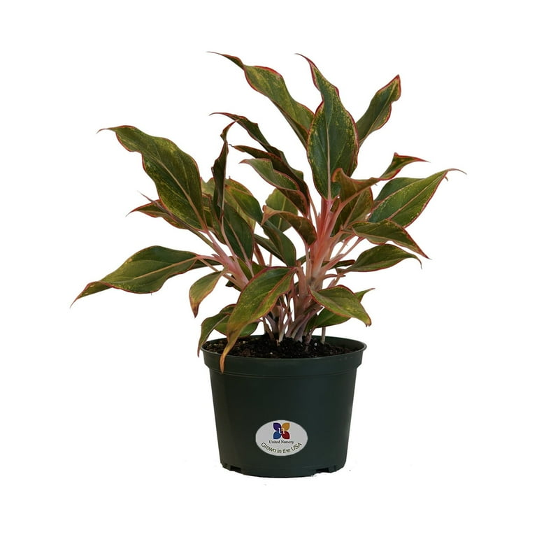 United Nursery Live Aglaonema Siam Aurora Plant 12-16 inches Tall