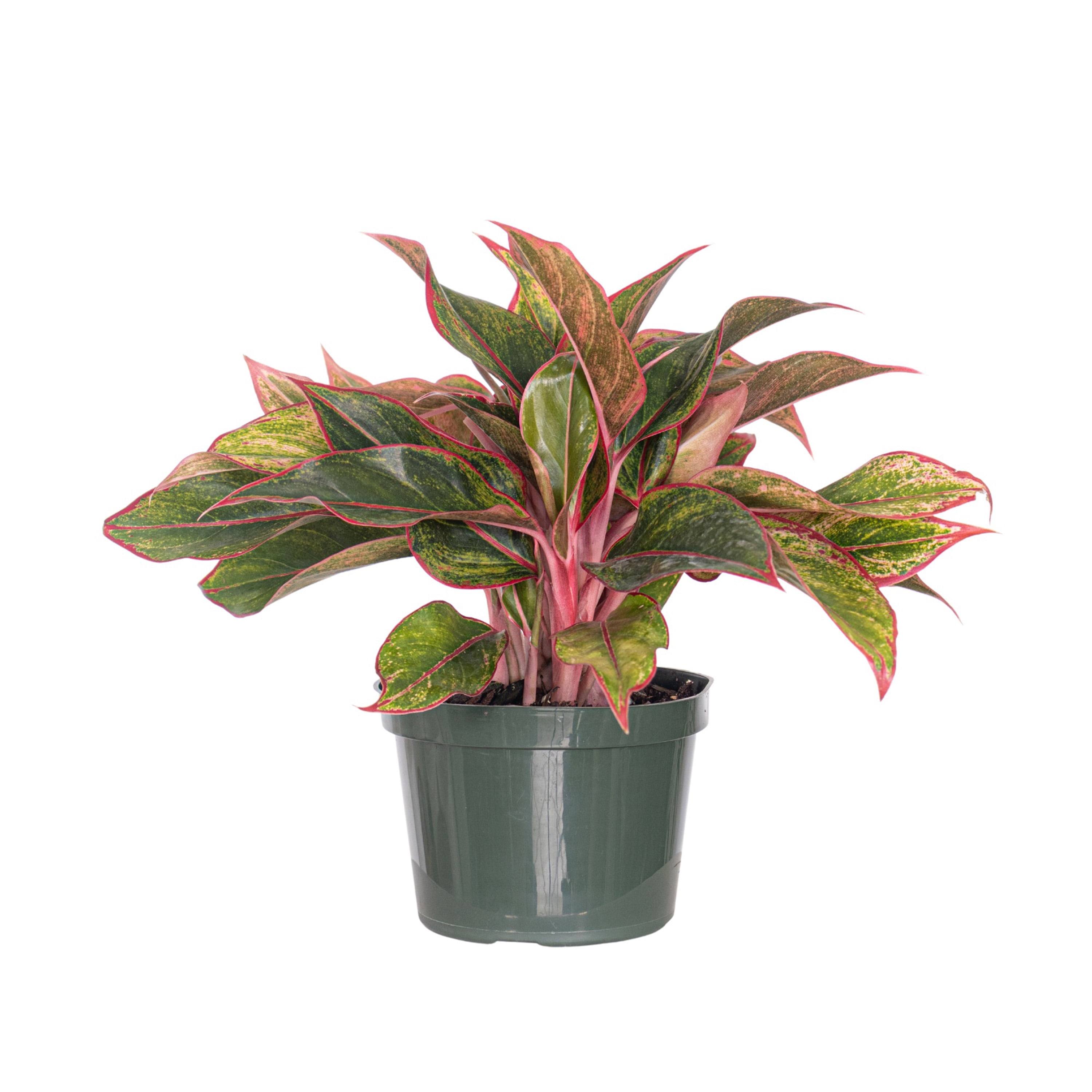 United Nursery Aglaonema Siam Aurora Plant
