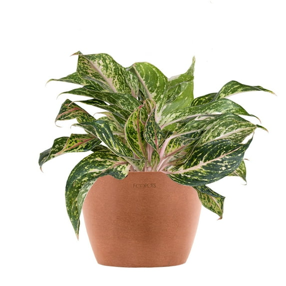 United Nursery Live Aglaonema Sparkling Sarah Houseplant 12-14in Tall in 6-inch Ecopot Terracotta