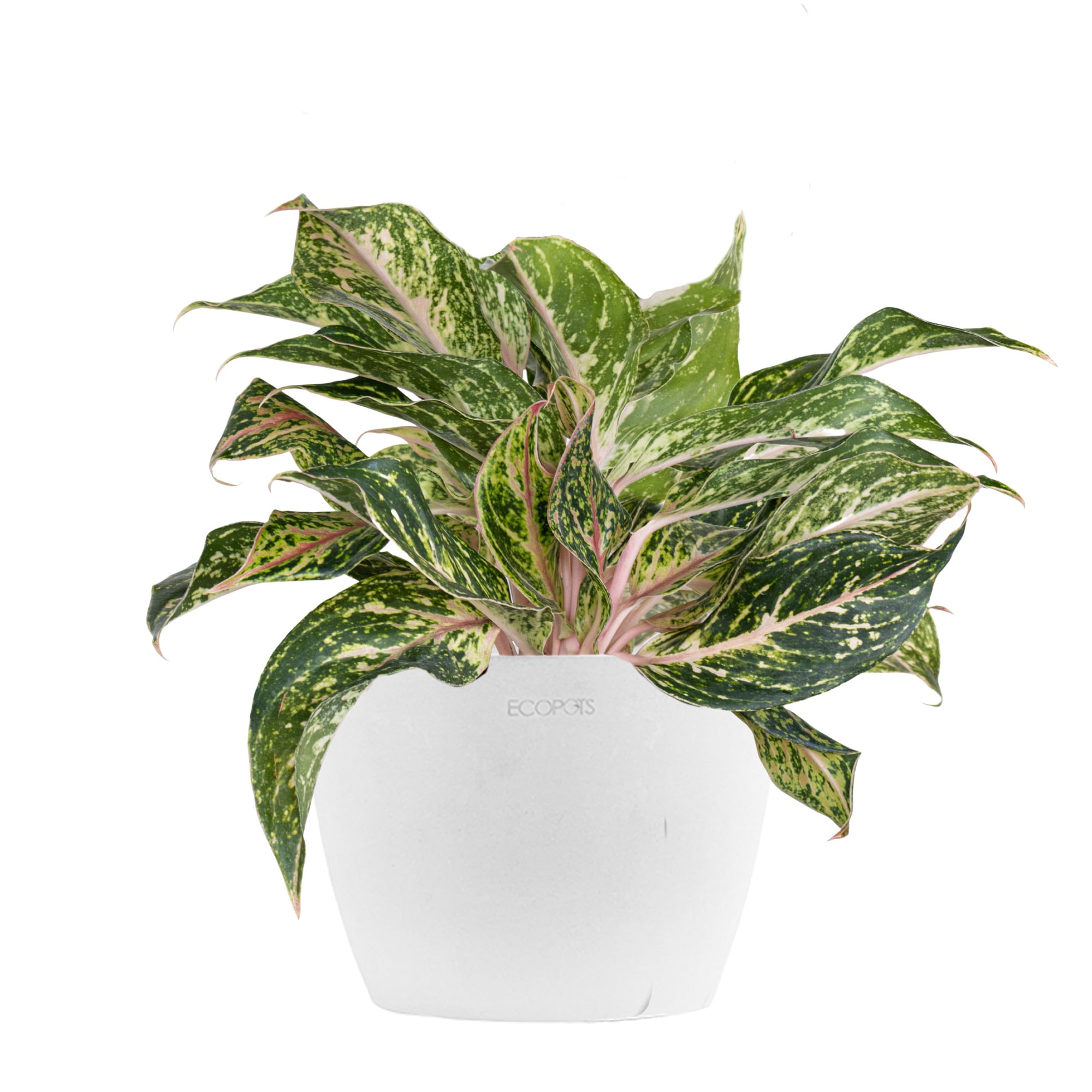 United Nursery Live Aglaonema Sparkling Sarah Houseplant 12-14in Tall 6in. Premium Ecopot Pure White