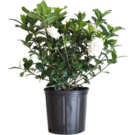 Aimee Gardenia Bush Live Plant 10-14 inches Tall in 10-inch Grower Pot by United Nursery