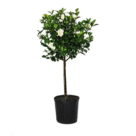 United Nursery Live Aimee Gardenia Standard Plant 34-40 inches Tall in 10-inch Grower Pot