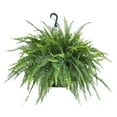 thumbnail image 1 of United Nursery Live Boston Fern, Sword Fern, in 10 inch Hanging Basket, Requires Indirect Light, 1 of 12