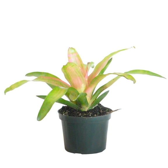 United Nursery Live Bromeliad Pink Cotton Candy Plant 12-16 inches Tall in 6-inch Grower Pot