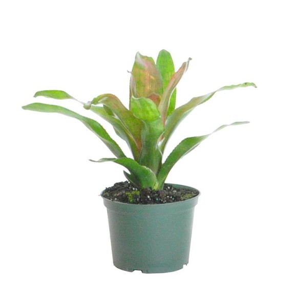 United Nursery Live Bromeliad Red Leah Plant 12-14 inches Tall in 6-inch Grower Pot