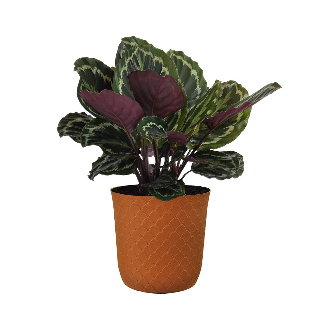 United Nursery Live Calathea Medallion Houseplant 24-28in Tall in 10in Terracotta Bayside Decor Pot