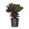 thumbnail image 1 of United Nursery Live Calathea Medallion Plant 28-32 inches Tall in 9.25-inch Grower Pot, 1 of 10