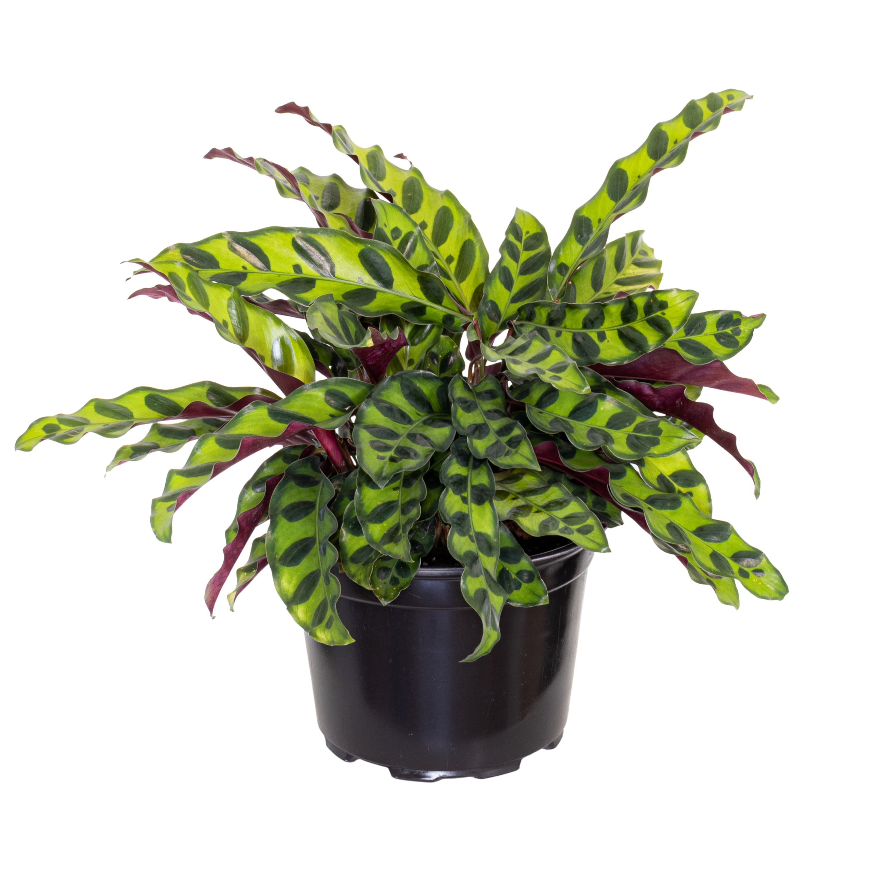 United Nursery Live Calathea Rattlesnake (Goeppertia insignis) Prayer