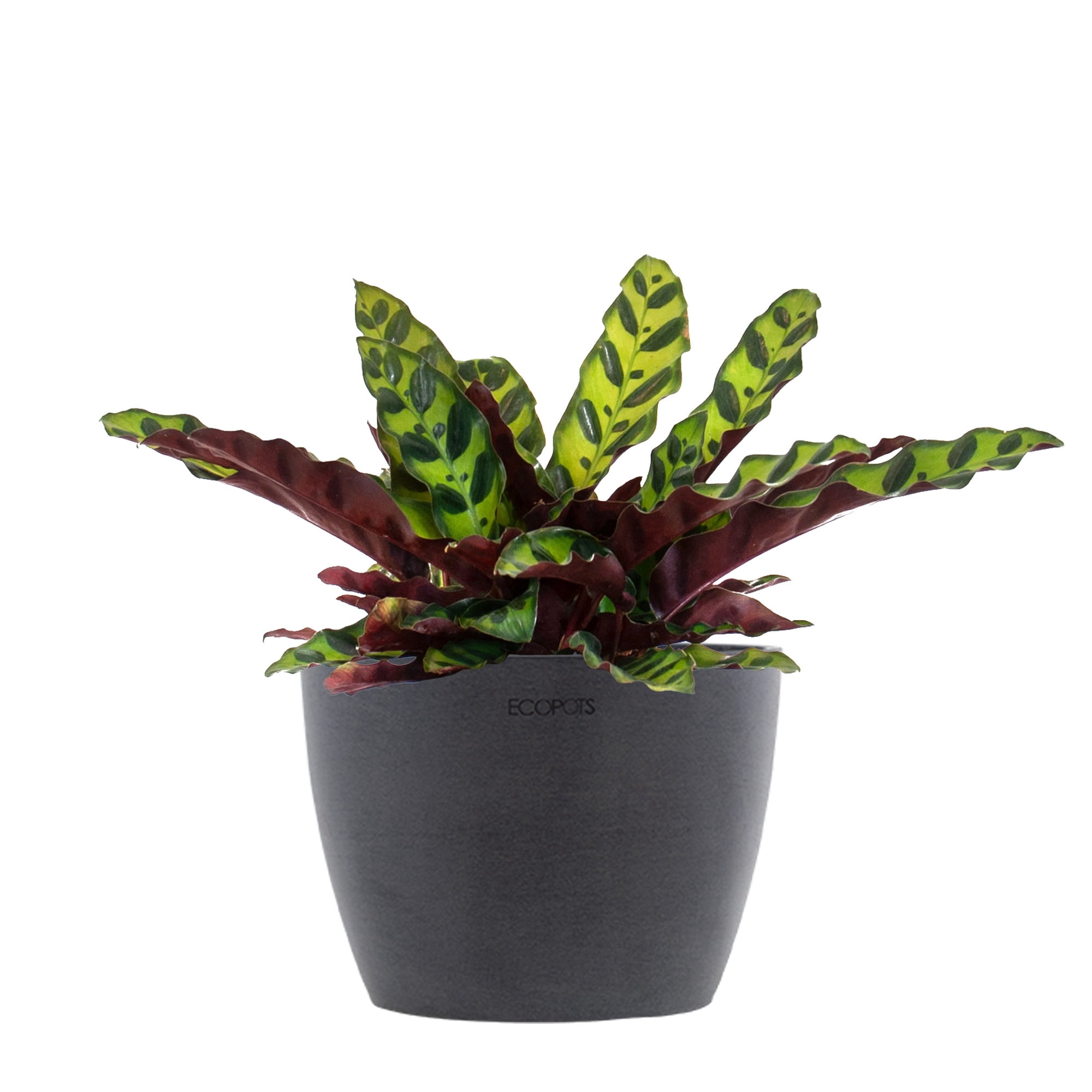 United Nursery Live Calathea Rattlesnake Houseplant 12-14in Tall in 6-inch Premium Ecopot Gray