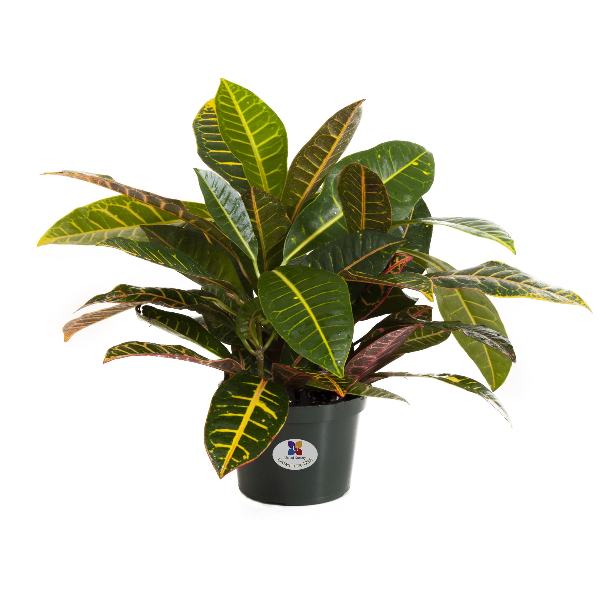 United Nursery Live Croton Petra Plant 14-18 Inches Tall in 6 Inch Grower Pot