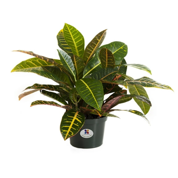 United Nursery Live Croton Petra Plant 14-18 Inches Tall in 6 Inch Grower Pot