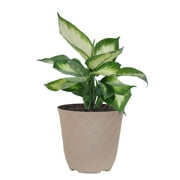 United Nursery Live Dieffenbachia Camile Houseplant 12-14in Tall in 6 inch White Bayside Decor Pot