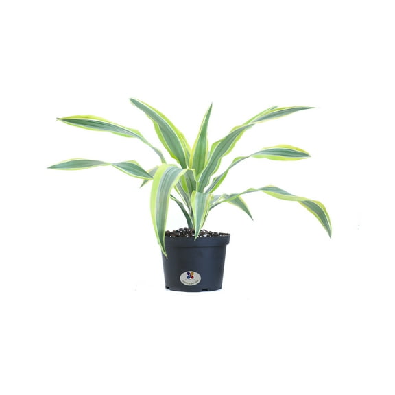 United Nursery Live Dracaena Lemon Lime Plant 12-16 inches Tall in 6-Inch Grower Pot