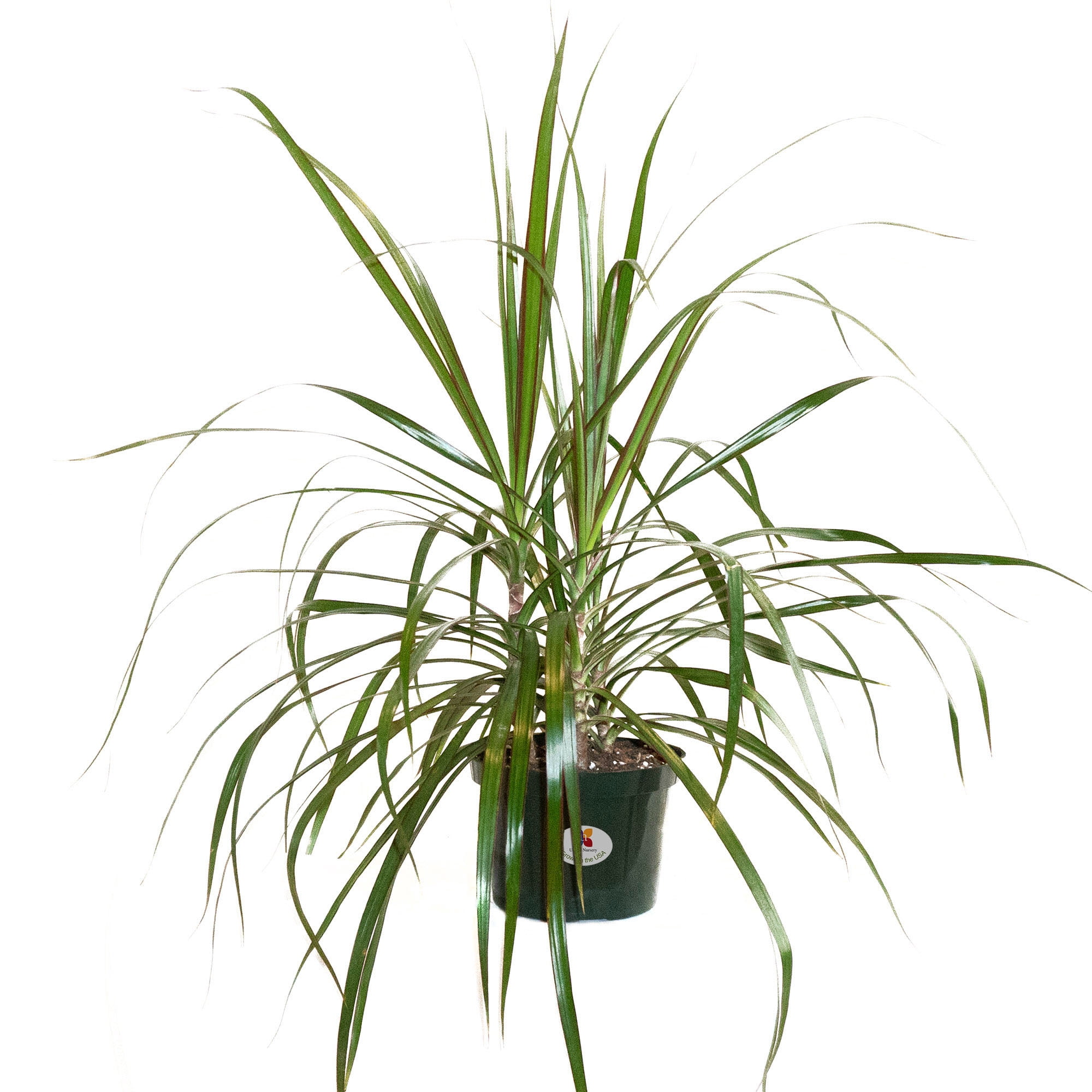 United Nursery Live Dracaena Marginata Bush Plant 12-16 inches Tall in 6-inch Grower Pot