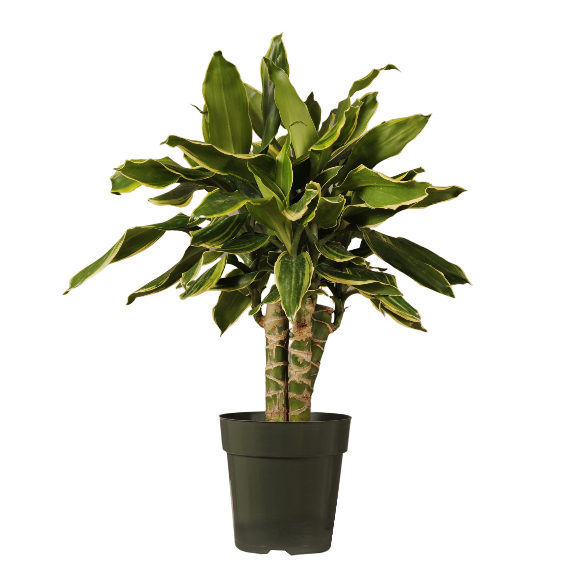 Dracaena Fragrans - 'Hawaiian Sunshine' - 24cm Pot - Altura 130-140cm