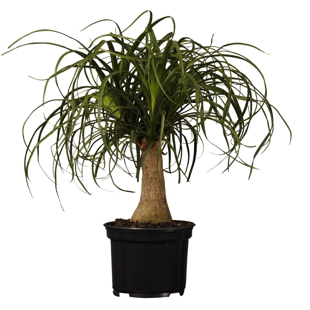United Nursery Live Elephants Foot Plant 1218 Inches Tall in 6 Inch