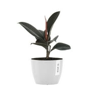 United Nursery Live Ficus Burgandy Houseplant 12-14in Tall in 6inch Premium Ecopot Pure White