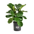 thumbnail image 1 of United Nursery Live Fiddle Leaf Fig Ficus Lyrata in 10 inch Grower Pot, Requires Indirect Light, 1 of 10